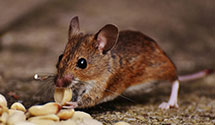 24 Hour & Emergency Exterminators in University Of Memphis, TN